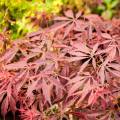 Acer palmatum 'JJ'