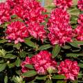 Rhododendron Hybride 'Karl Naue'