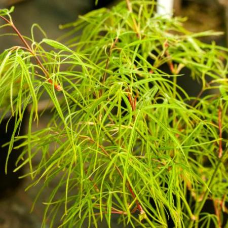 Acer palmatum 'Kinshi'