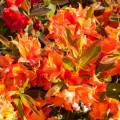 Rhododendron luteum 'Orange Hit'