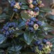 Vaccinium corymbosum 'Perpetua' ® Brazelberry ®