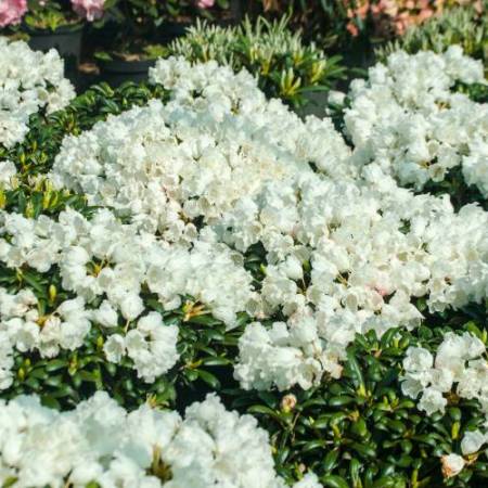 Rhododendron yakushimanum 'Schneekissen'