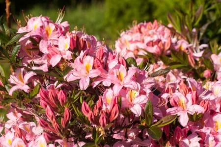 Rhododendron viscosum 'Juniduft'