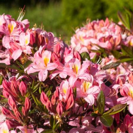 Rhododendron viscosum 'Juniduft'
