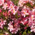 Rhododendron viscosum 'Juniduft'