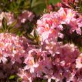 Rhododendron viscosum 'Juniduft'