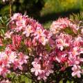 Rhododendron viscosum 'Juniduft'