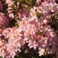 Rhododendron viscosum 'Juniduft'