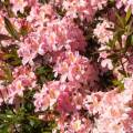 Rhododendron viscosum 'Juniduft'