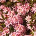 Rhododendron viscosum 'Juniduft'