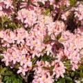 Rhododendron viscosum 'Juniduft'