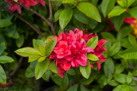 Rhododendron viscosum 'Karminduft'