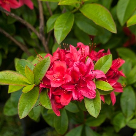 Rhododendron viscosum 'Karminduft'
