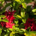 Rhododendron viscosum 'Karminduft'