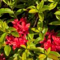 Rhododendron viscosum 'Karminduft'