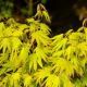 Acer palmatum 'Wakakusa yama'