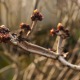 Aesculus hippocastanum 'Monstrosa'