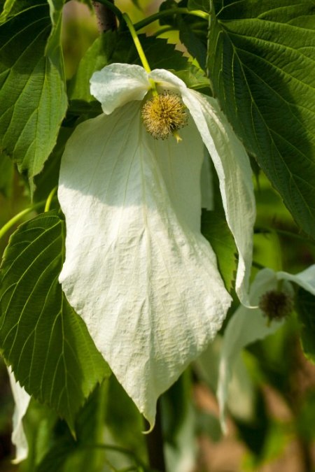 Davidia involucrata 'Sonoma'