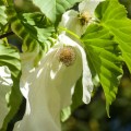 Davidia involucrata 'Sonoma'