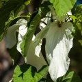 Davidia involucrata 'Sonoma'