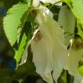 Davidia involucrata 'Sonoma'