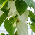 Davidia involucrata 'Sonoma'