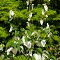 Davidia involucrata 'Sonoma'