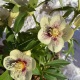 Helleborus orientalis Hybr. ‘Super Yellow’