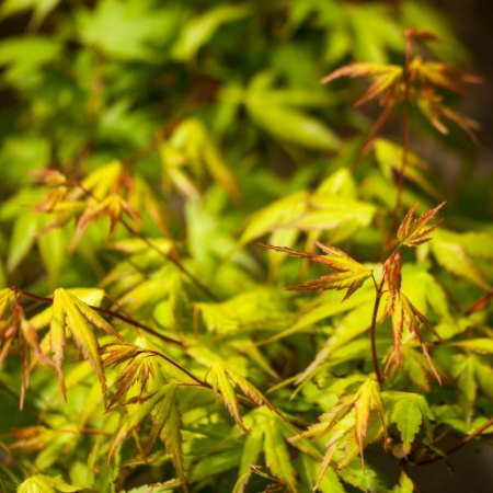 Acer palmatum 'Nishiki yamato'