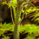 Acer palmatum 'Pine Bark'