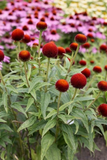 Echinacea 'Drumstick Purple' ®