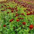 Echinacea 'Drumstick Purple' ®