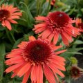 Echinacea 'Carrot Cake'