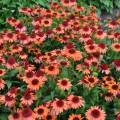 Echinacea 'Carrot Cake'