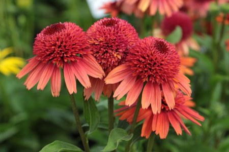 Echinacea 'Carrot Cake'