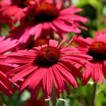 Echinacea 'Red Effect'