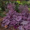 Heuchera 'Pink Panther'