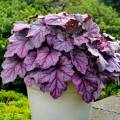 Heuchera 'Pink Panther'