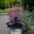 Heuchera 'Timeless Night'