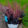 Heuchera 'Timeless Night'