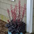 Heuchera 'Timeless Night'