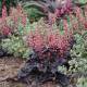 Heuchera 'Timeless Treasure'