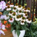 Echinacea 'Pink Skipper'