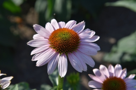 Echinacea 'Pink Skipper'