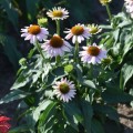 Echinacea 'Pink Skipper'