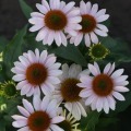 Echinacea 'Pink Skipper'