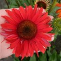 Echinacea 'Red Skipper'