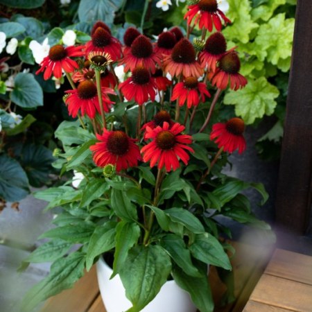 Echinacea 'Red Skipper'