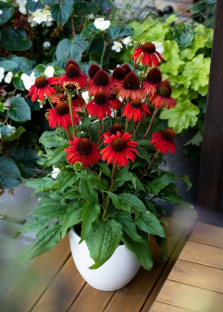 Echinacea 'Red Skipper'