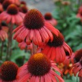 Echinacea 'Red Skipper'